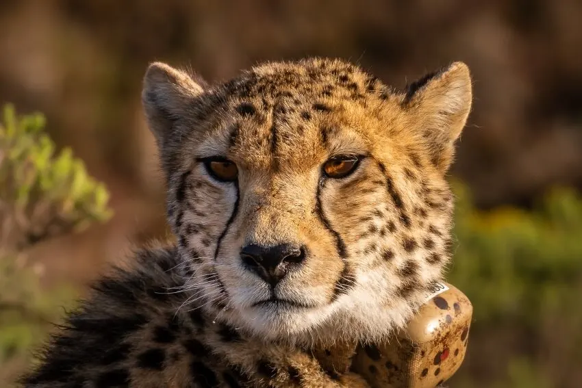 Botswana Predator Conservation Trust 2 Adult Cheetah in the Wild