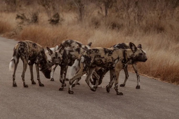 African Wild Dogs Standing on the Road