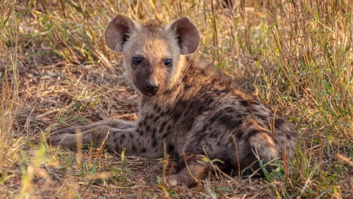 Botswana Predator Conservation Trust