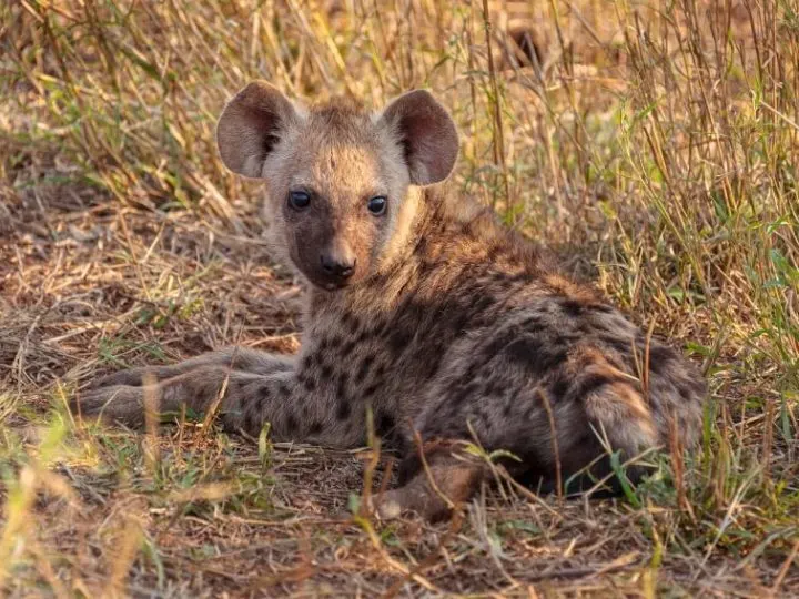 Botswana Predator Conservation Trust