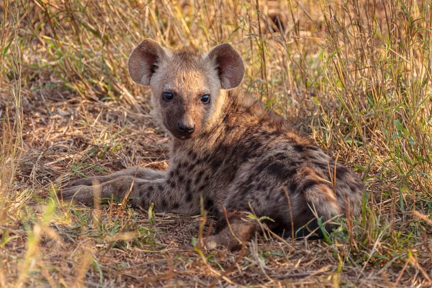 Botswana Predator Conservation Trust