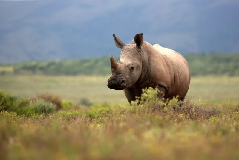 Lowveld Rhino Trust 2 A white rhino / rhinoceros grazing