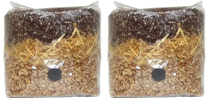 How to Start Growing Mushrooms in a Greenhouse 2 All in One Mushroom Grow Bag