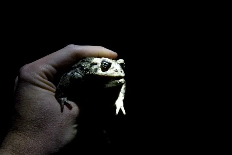 Man holding Amargosa Toad in hand 