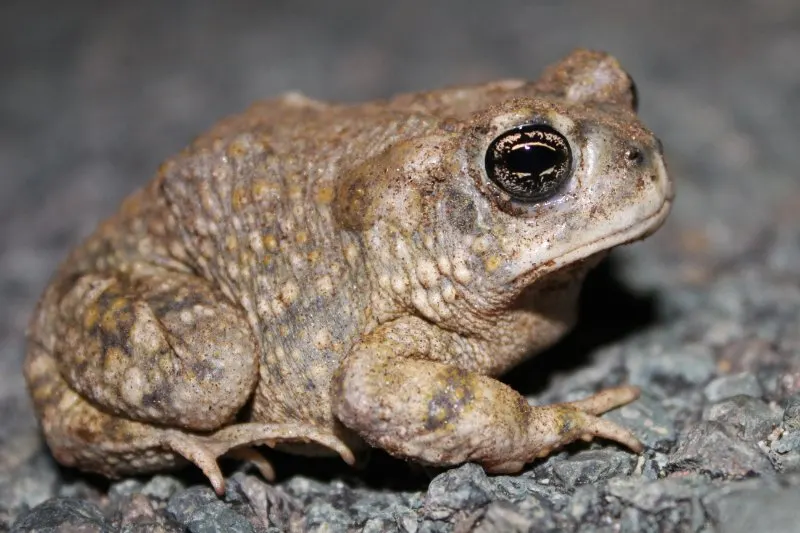 Closeup of Arroyo Toad 