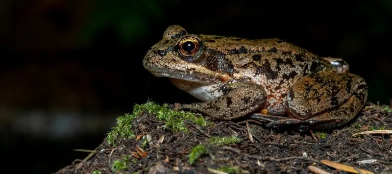 California Red-Legged Frog perched on the wet soil