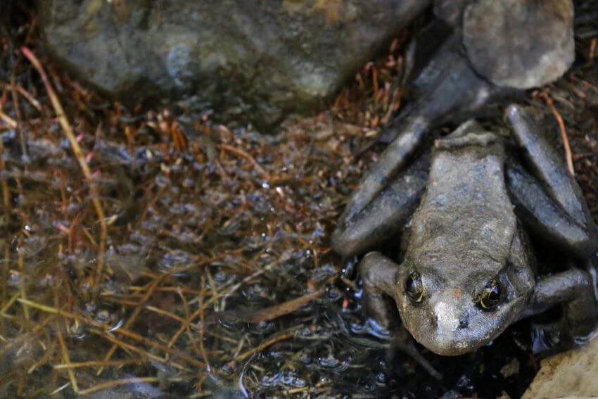10 Most Endangered Amphibians On Earth 1 California Red-Legged Frog
