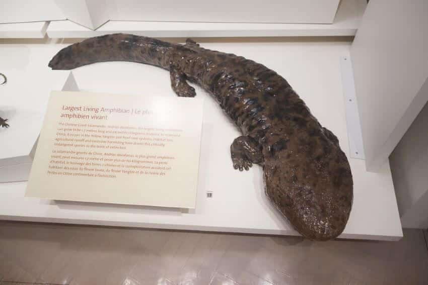 10 Most Endangered Amphibians On Earth 3 Chinese Giant Salamander