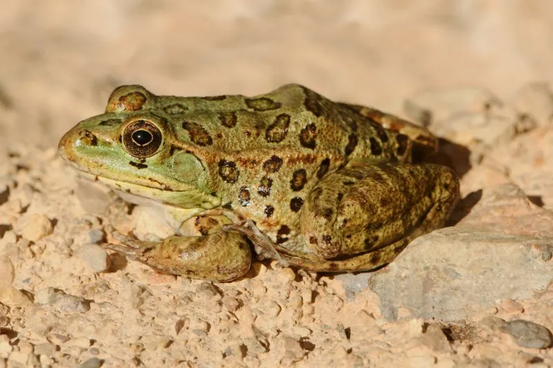 Chiricahua Leopard Frog sitting over a rock