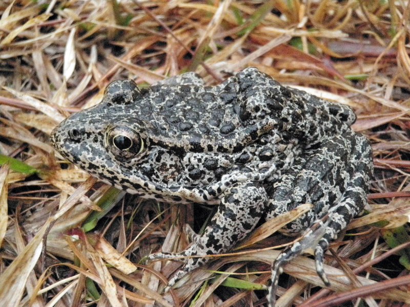 Dusky Gopher Frog  sitting over a dry grass