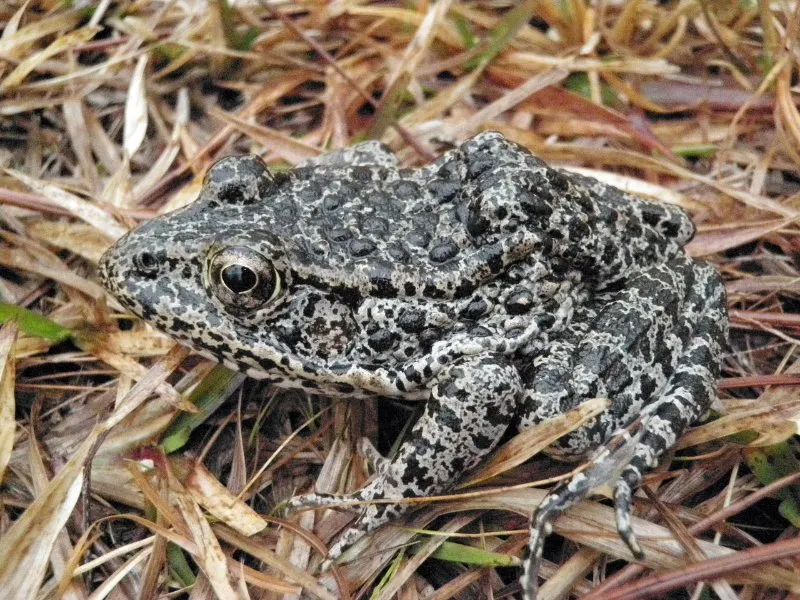 10 Most Endangered Amphibians On Earth 4 Dusky Gopher Frog sitting over a dry grass