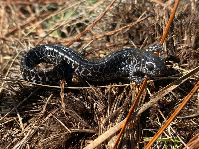 Closeup look of Flatwoods Salamander lying on the grass
