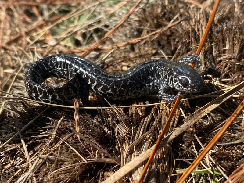 10 Most Endangered Amphibians On Earth 9 Closeup look of Flatwoods Salamander lying on the grass