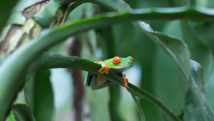 Endangered Amphibians