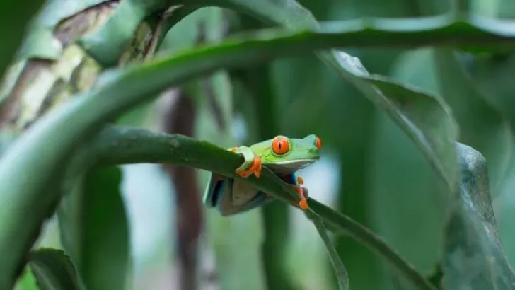 Endangered Amphibians