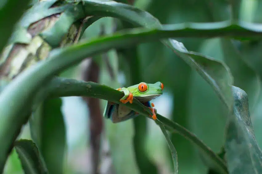 Do Frogs Feel Happy? Decoding The Emotions Of Our Amphibian Friends 3 Endangered Amphibians