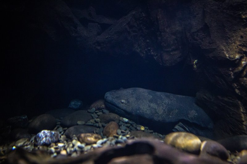 Chinese Giant Salamander underwater lying over a pebbles and rock