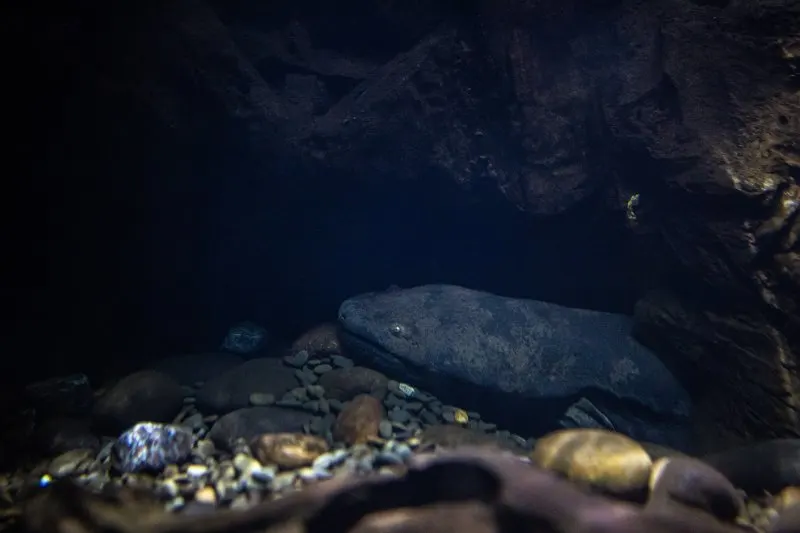 10 Most Endangered Amphibians On Earth 6 Chinese Giant Salamander underwater lying over a pebbles and rock