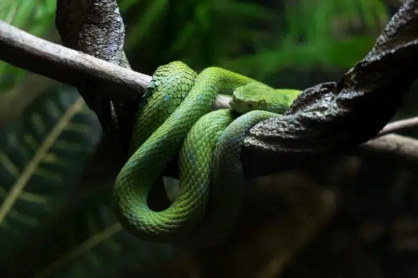 14 Animals that Start with V 9 Guatemalan palm-pit viper