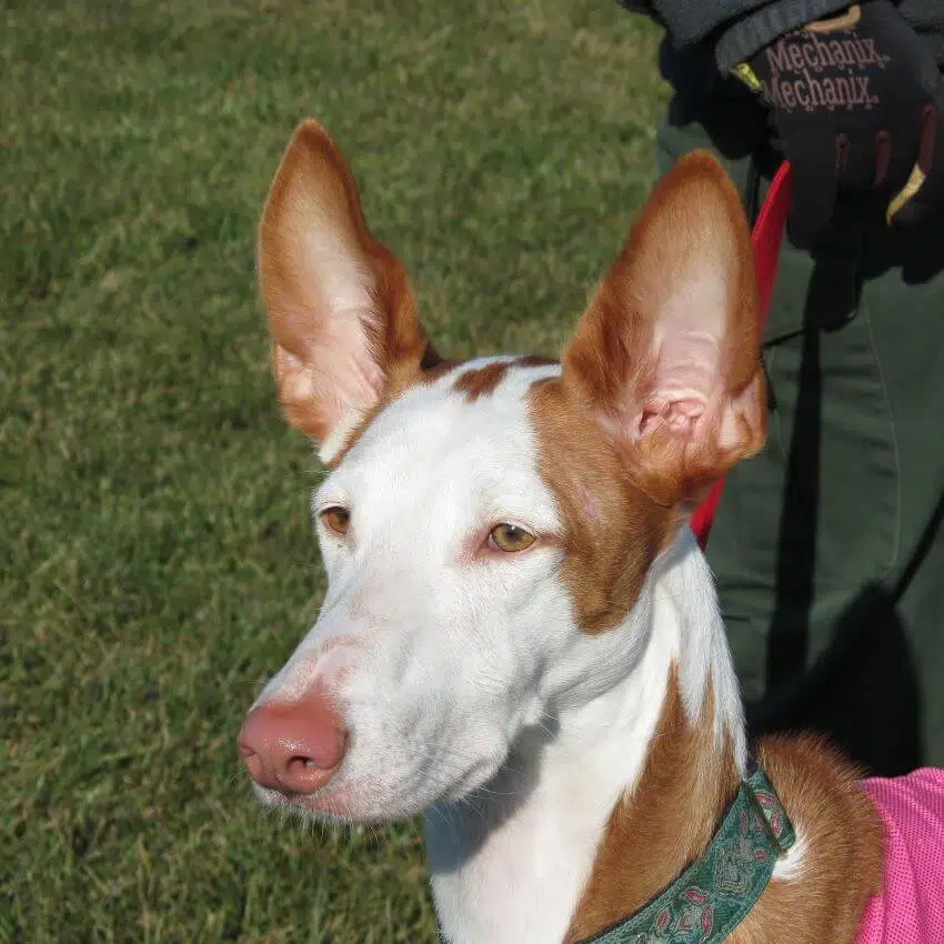 16 Animals that Start With I 2 Ibizan Hound