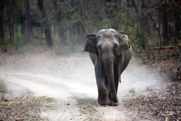 Indian Elephant