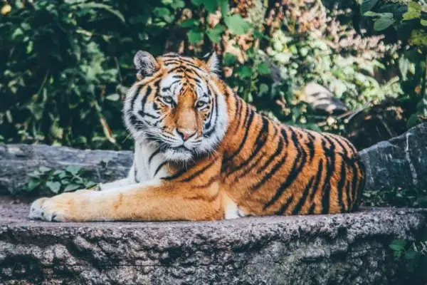 16 Animals that Start With I 8 Indochinese Tiger