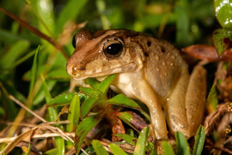 Closeup of Oregon Spotted Frog sitting over a grass