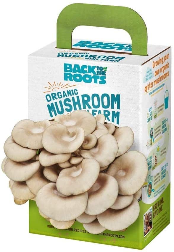 Roots Organic Mini Mushroom Grow Kit