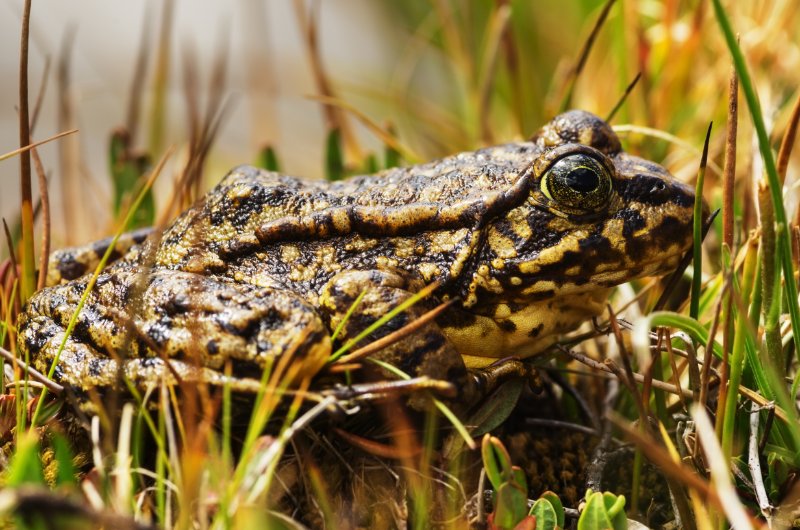 closeup of Sierra Nevada Yellow-Legged Frog