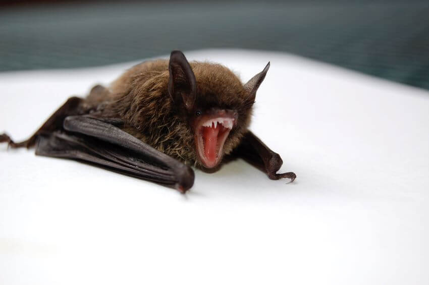 Vampire Bat