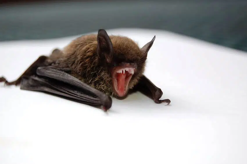 14 Animals that Start with V 1 Vampire Bat
