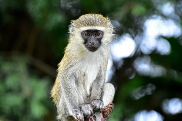 Vervet Monkey