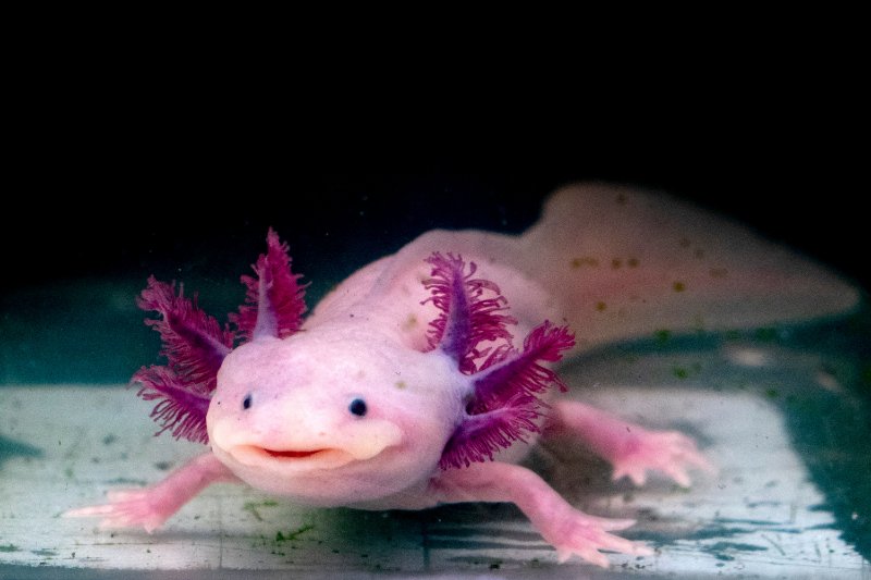 closeup of axolotl looking at the camera