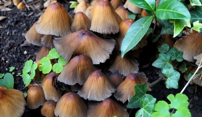 mushrooms-greenhouse