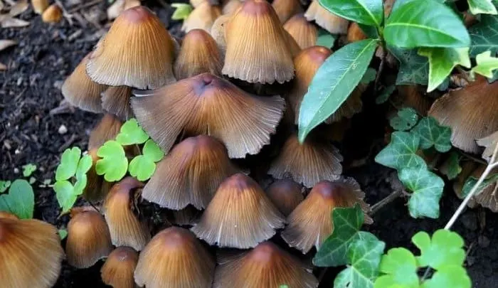 mushrooms-greenhouse