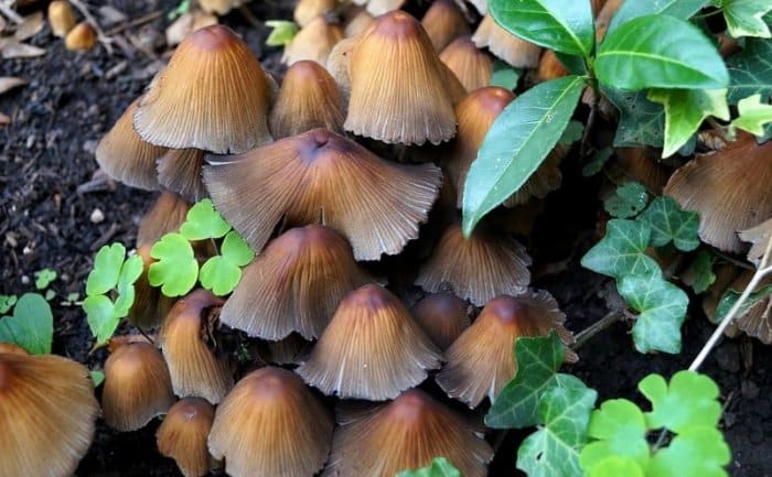 How to Start Growing Mushrooms in a Greenhouse
