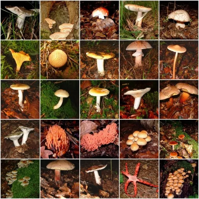 types of mushrooms