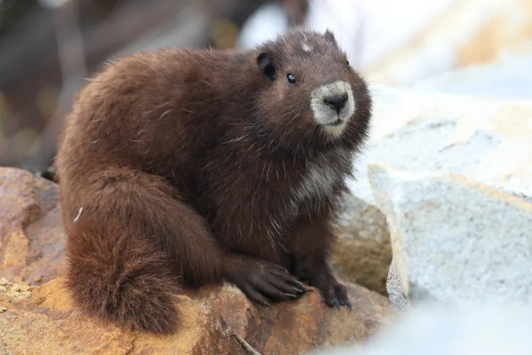 14 Animals that Start with V 2 Vancouver Island Marmot