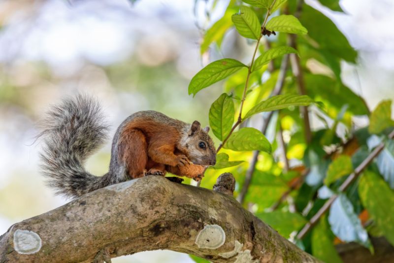 Variegated Squirrel in a Tree