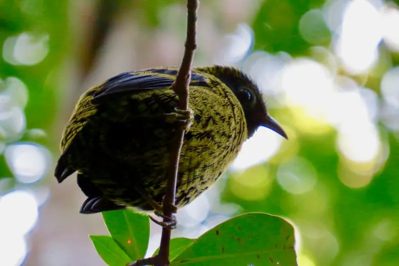 Velvet Asity in a Tree