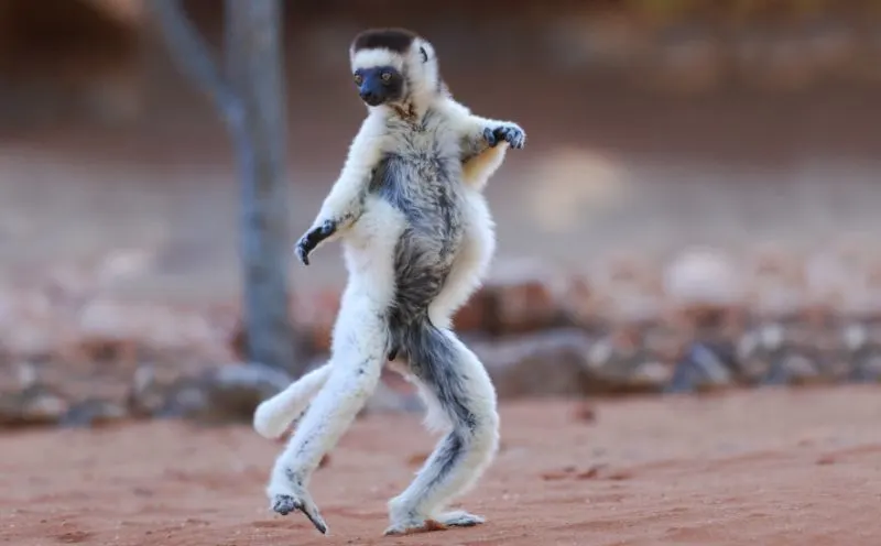 14 Animals that Start with V 6 Verreaux's Sifaka Standing