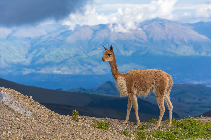 14 Animals that Start with V 8 Vicuña in the Mountains