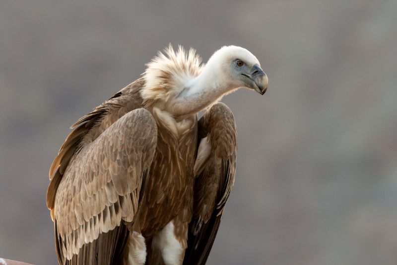 Vulture Seeking Out Prety