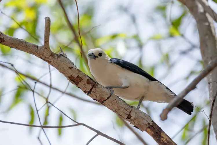 White-Headed Vanga in a Tree in Madagascar