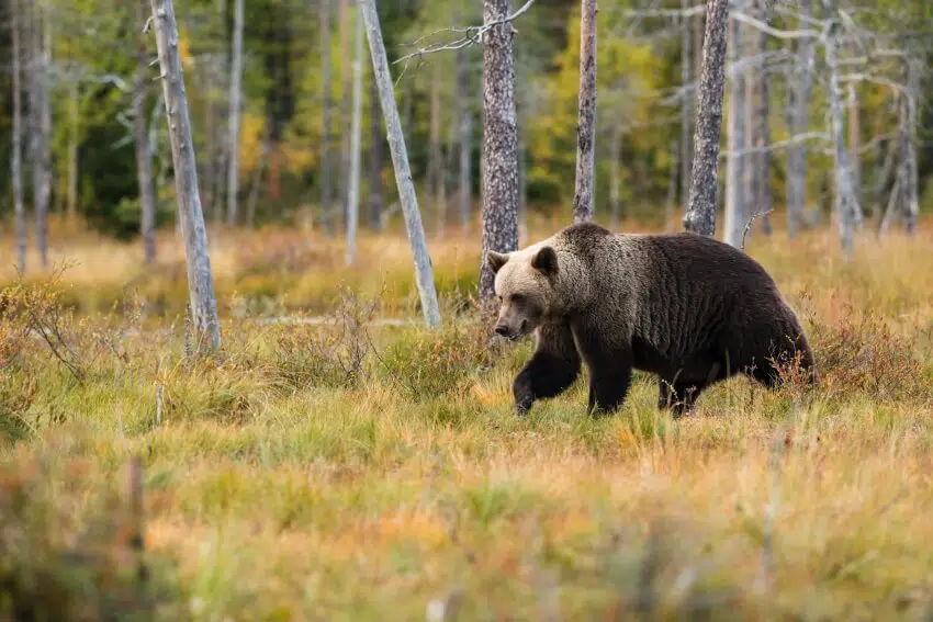 12 Animals with the Best Sense of Smell 12 Animals with the Best Sense of Smell