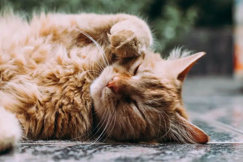 How Similar is Human DNA to Other Animals? 3 A Sleepy Cat