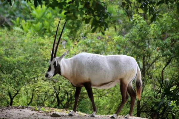 10 Important Pros and Cons of Captive Breeding 4 Arabian Oryx