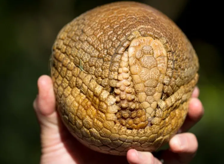 An Armadillo rolled into a ball