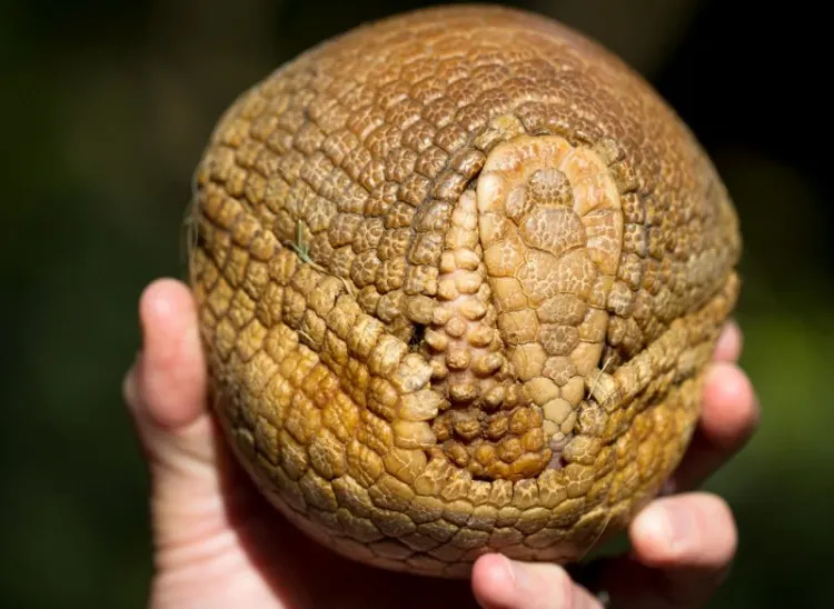 Why Were Animals So Big in the Past? Here Are 6 Reasons 1 An Armadillo rolled into a ball