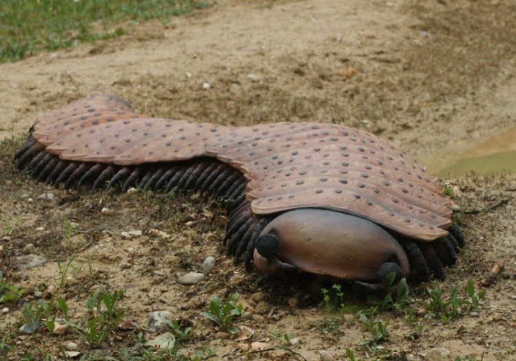 A replica of the Arthropleura